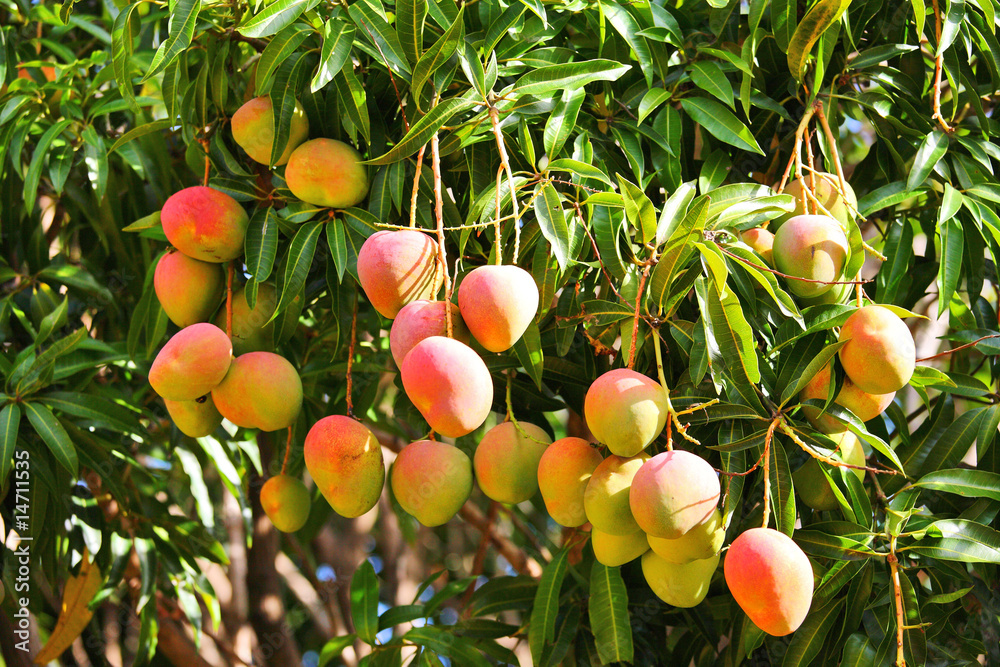 mangoes